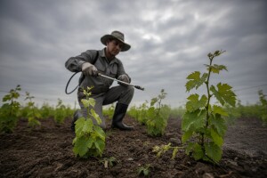 Zaštita vinove loze od crne pjegavosti i plamenjače