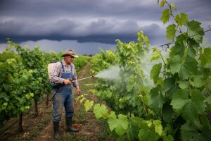 Zaštita vinove loze od peronospore i pepelnice