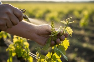 Zaštita vinove loze od peronospore i pepelnice