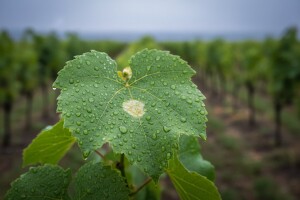 Zaštita vinove loze od plamenjače i pepelnice