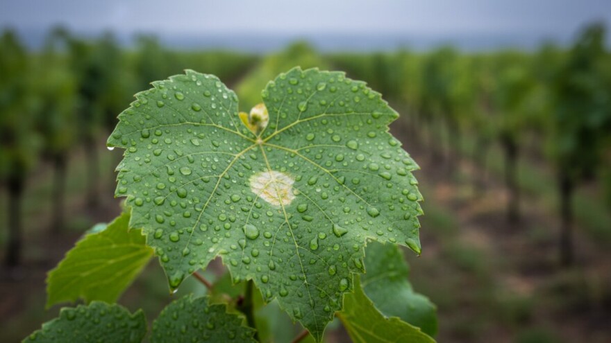 Zaštita vinove loze od plamenjače i pepelnice