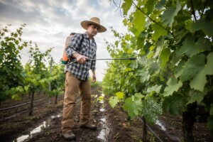 Zaštita vinove loze od plamenjače i pepelnice