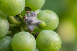 Zaštita vinove loze od sive plijesni grožđa