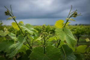 Zaštita vinove loze prije cvatnje