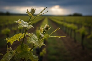 Zaštita vinove loze prije cvatnje