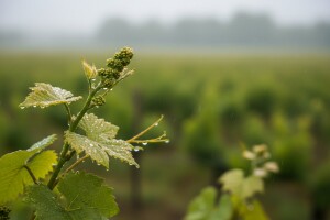 Zaštita vinove loze prije cvatnje