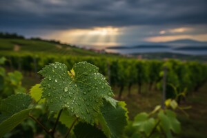 Zaštita vinove loze prije i poslije kiše