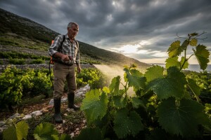 Zaštita vinove loze prije i poslije kiše