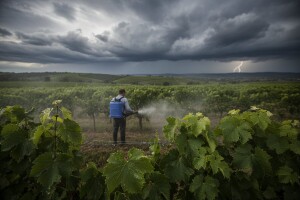 Zaštita vinove loze prije kiše