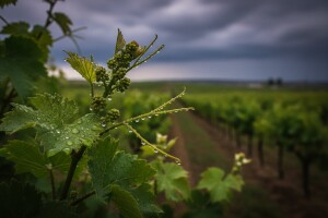 Zaštita vinove loze prije novih oborina