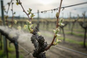 Zaštita vinove loze protiv crne pjegavosti