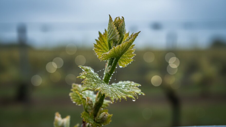 Zaštita vinove loze u fazi pojave prvih listića