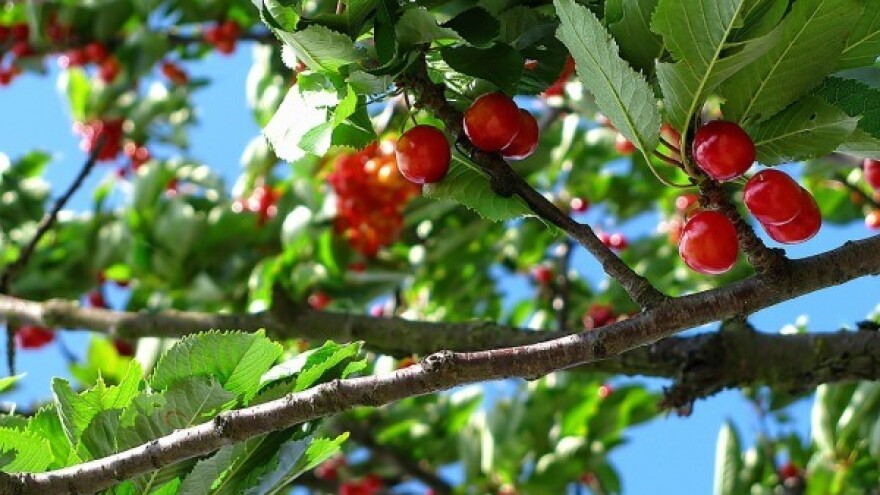 Potrebna zaštita višanja od &quot;žilgriza&quot;