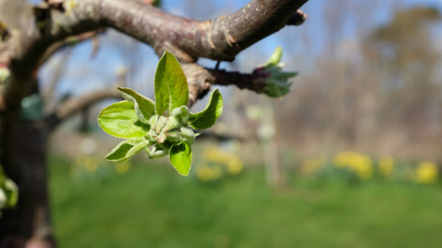 Voćari, budite oprezni kod provođenja zaštite voćaka!