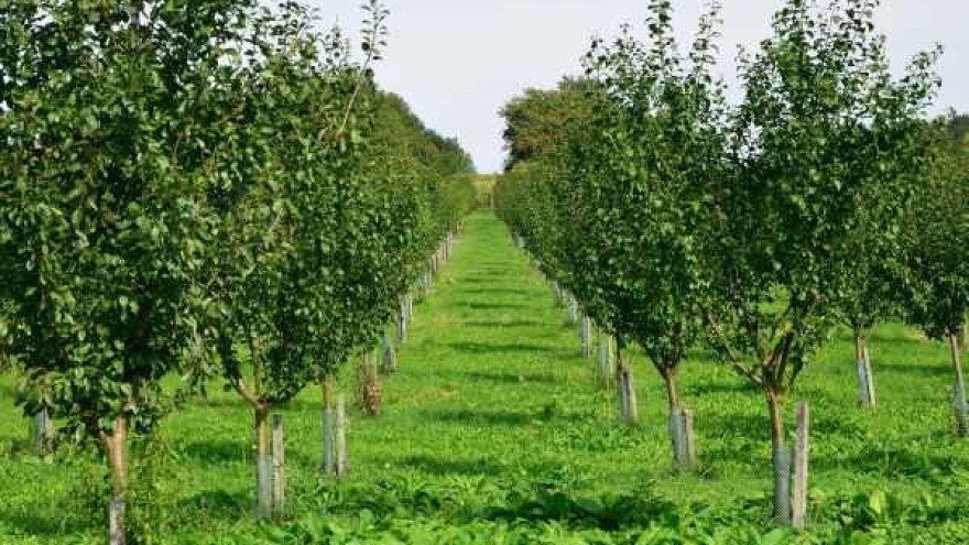 Ugrožene jabuke i koštičavo voće