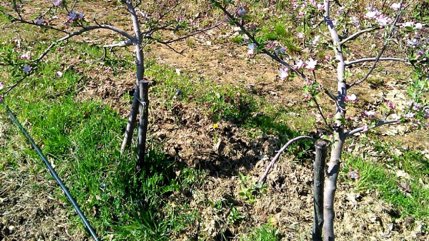 Tri šake đubriva oko stabla i prihrana preko lista za snagu voćki