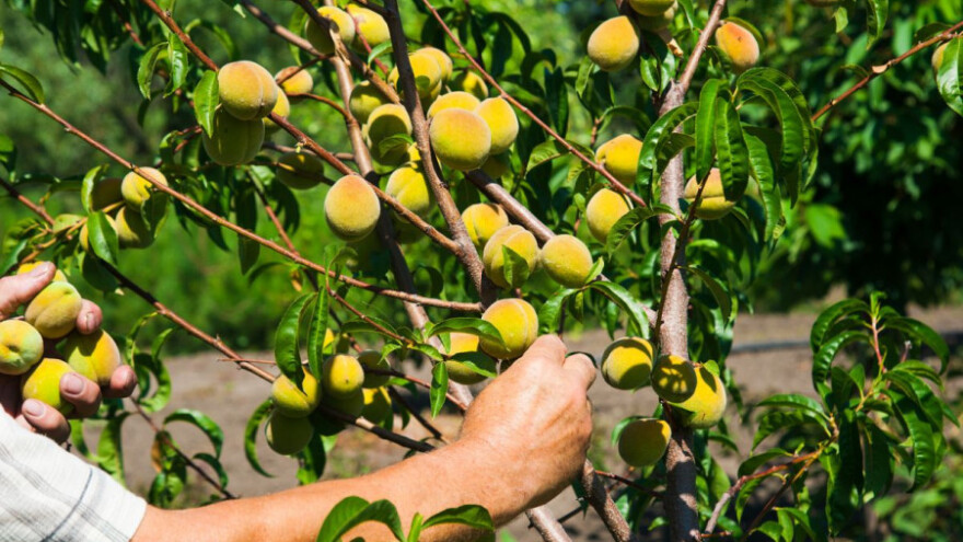 Šire se bolesti lista u voćnjacima