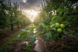 Zaštita voćaka nakon kiše
