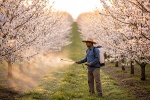 Zaštita voćaka od monilije