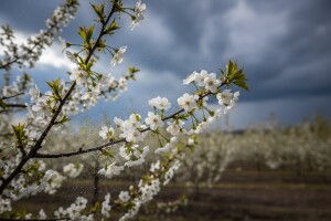 Zaštita voćaka od monilije
