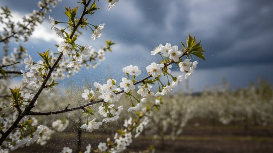 Zaštita voćaka od monilije
