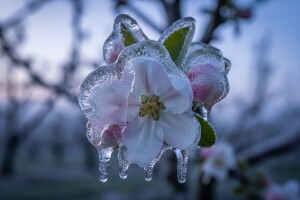 Zaštita voćaka od niskih temperatura