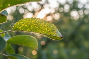 Zaštita voćaka od voćnog pauka