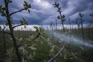Zaštita voćaka prije kiše