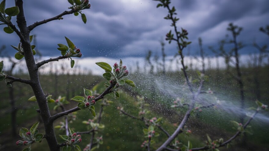 Zaštita voćaka prije kiše