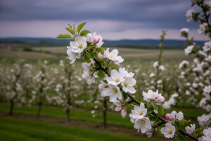 Zaštita zagorskih nasada jabuka od fuzikladije