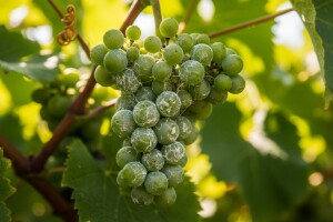 Zaštita zagorskih vinograda