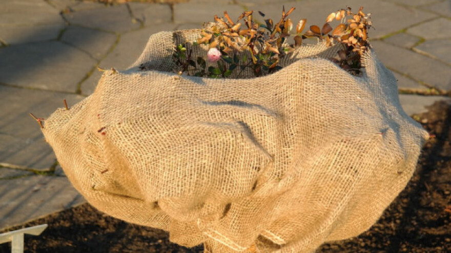 Slama, seno i lišće štite biljke od hladnoće