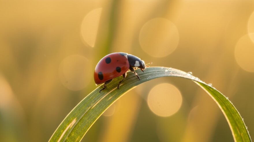 Zaštita žitarica na ekološki prihvatljiviji način
