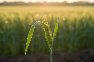 Zaštita žitarica od bolesti lista i klasa