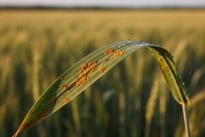 Zaštita žitarica od bolesti vršnog lišća