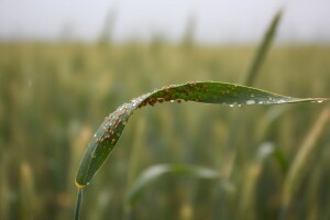 Zaštita žitarica od hrđe i pjegavosti