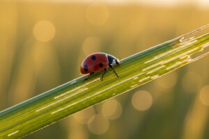 Zaštita žitarica od žitnoga balca
