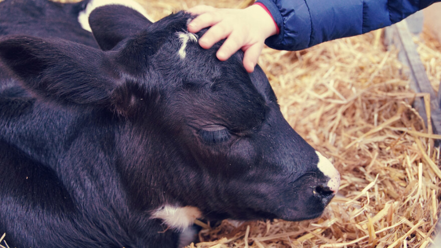 Ljudi uzrokovali nestanak najmanje 200 vrsta kičmenjaka