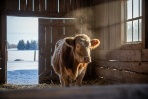 Zaštita životinja od zime