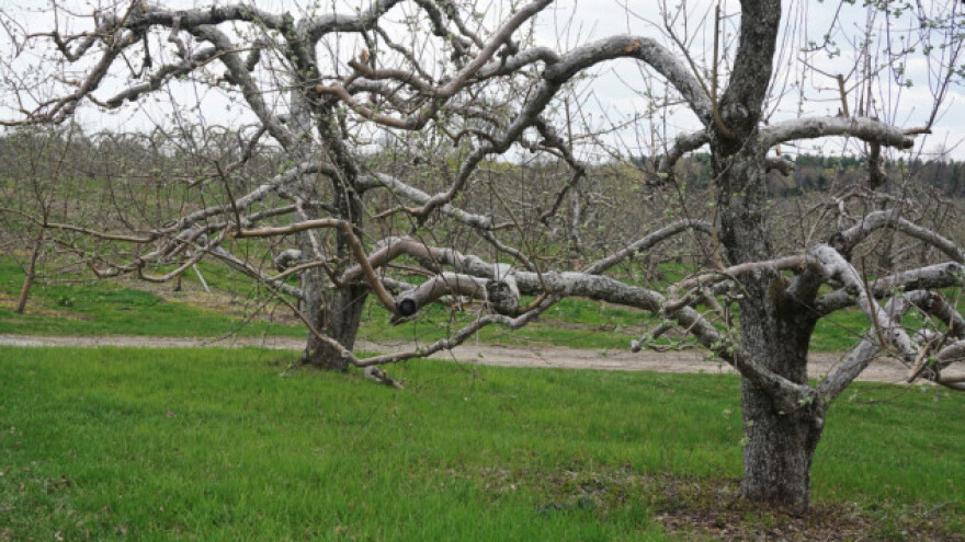 Zaštitite voćke prije bubrenja pupova