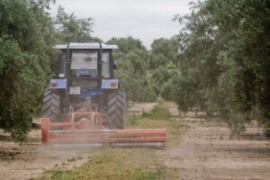 U zaštiti maslinika koristite zatrovane mamce