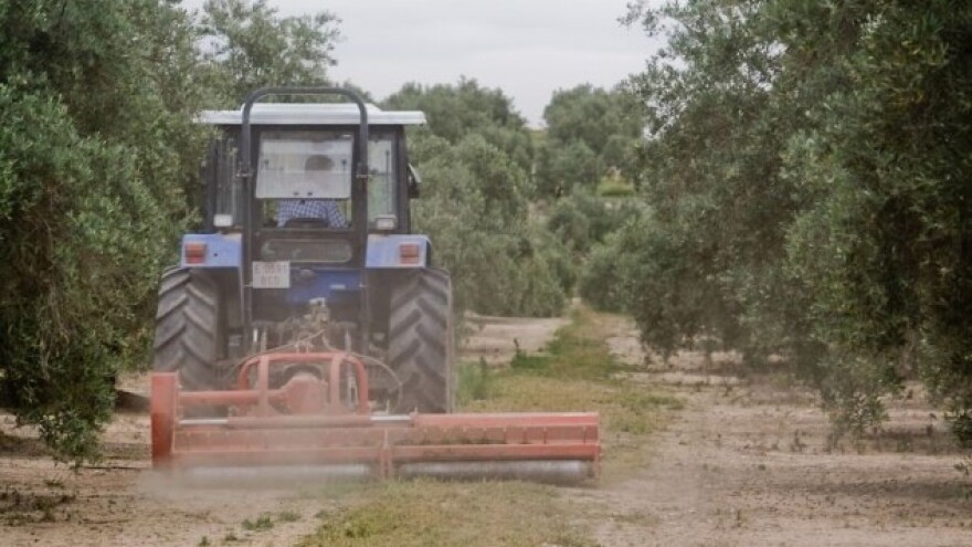 U zaštiti maslinika koristite zatrovane mamce