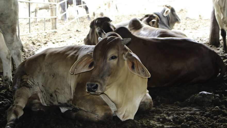 U pripremi novi Zakon o zaštiti životinja!