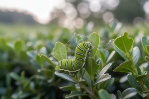 Zaštite ukrasne šimšire od štetnih organizama!