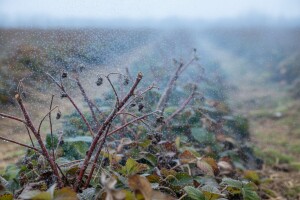 Zaštitite bobičasto voće i jagode!