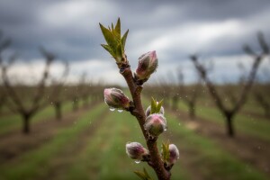 Zaštitite breskve i nektarine!