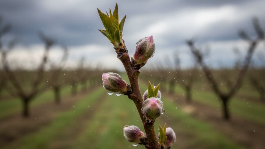 Zaštitite breskve i nektarine!