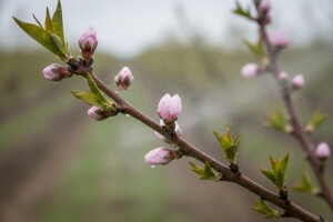 Zaštitite breskve i nektarine!