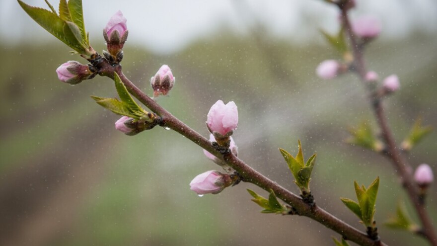 Zaštitite breskve i nektarine!