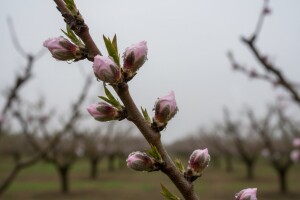 Zaštitite breskve i nektarine!